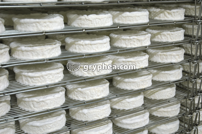 Fabrication du fromage - Affinage du caillé en chambre froide - gryphea.com